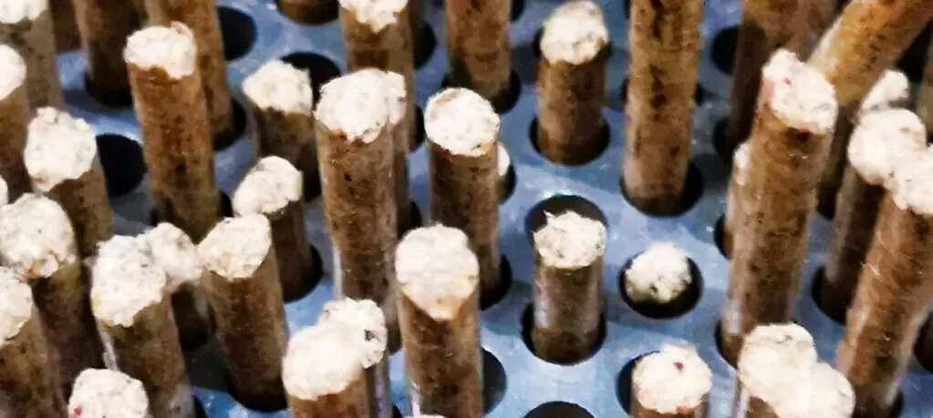 What are the key temperature phases during biomass pellet production in a Ring Die Pellet Mill?