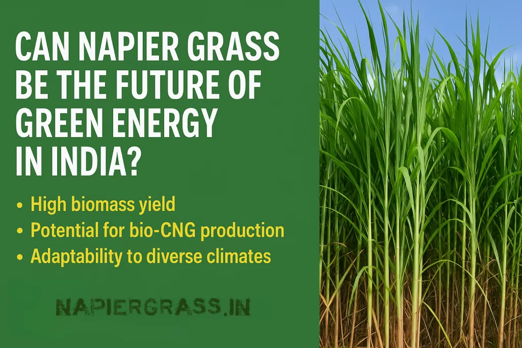 🌱 Can Napier Grass Be the Future of Green Energy in India?