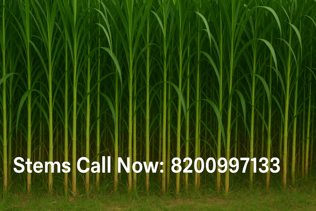 Stems call now