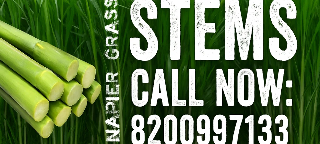 πΏ Super Napier & Taiwan Napier Grass Stems for Sale
