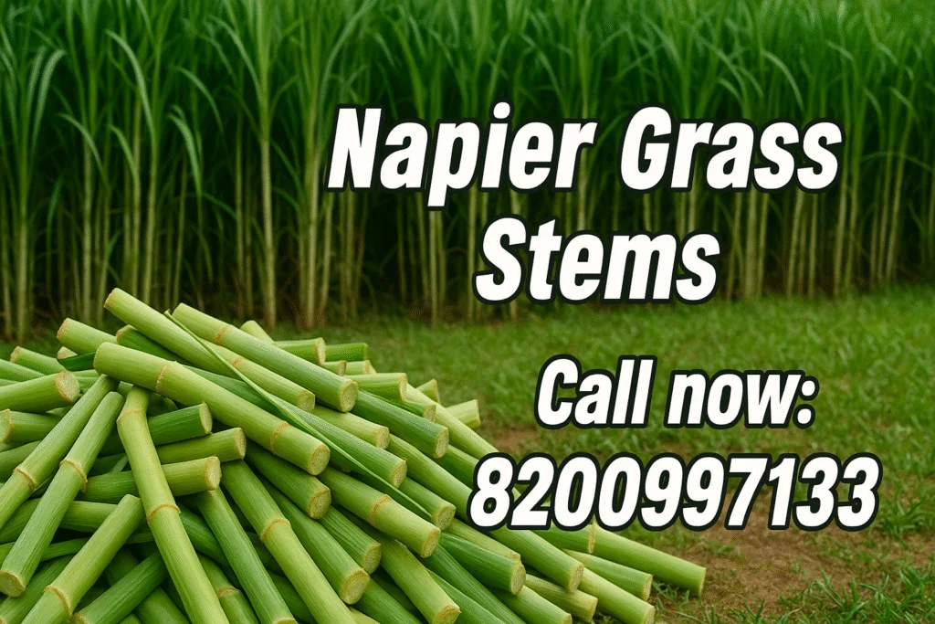 Stems call now napier grass